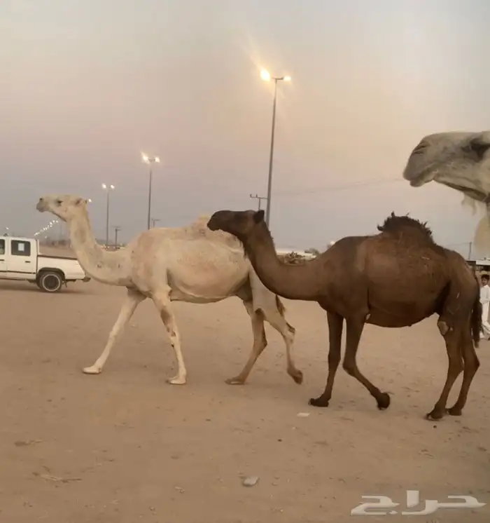 القحات العدد 4 تم البيع 2