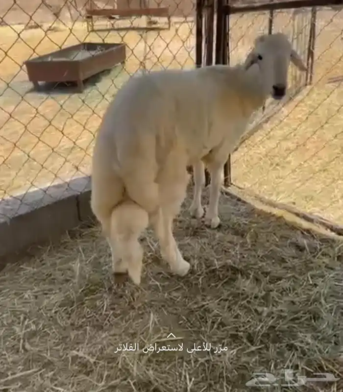 خروف جبر ناهي للبيع 0