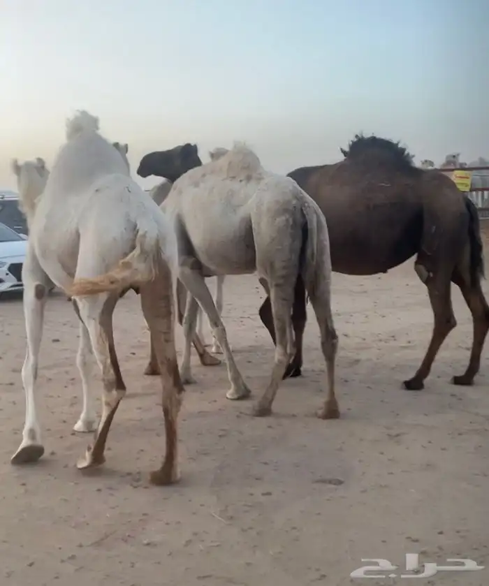 القحات العدد 4 تم البيع 3