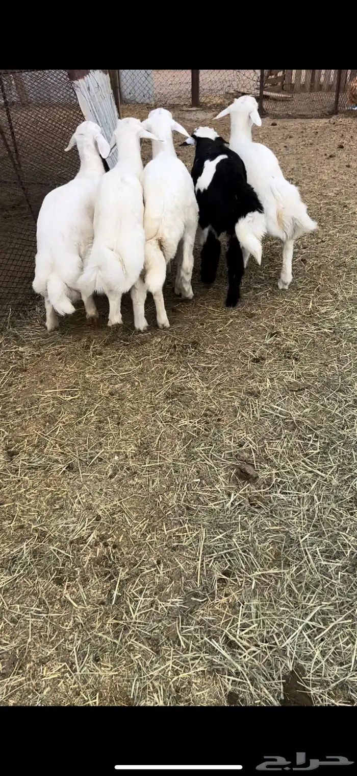 5طليان فل شحم وطراف ونظاف شرط (( تم البيع )) 1