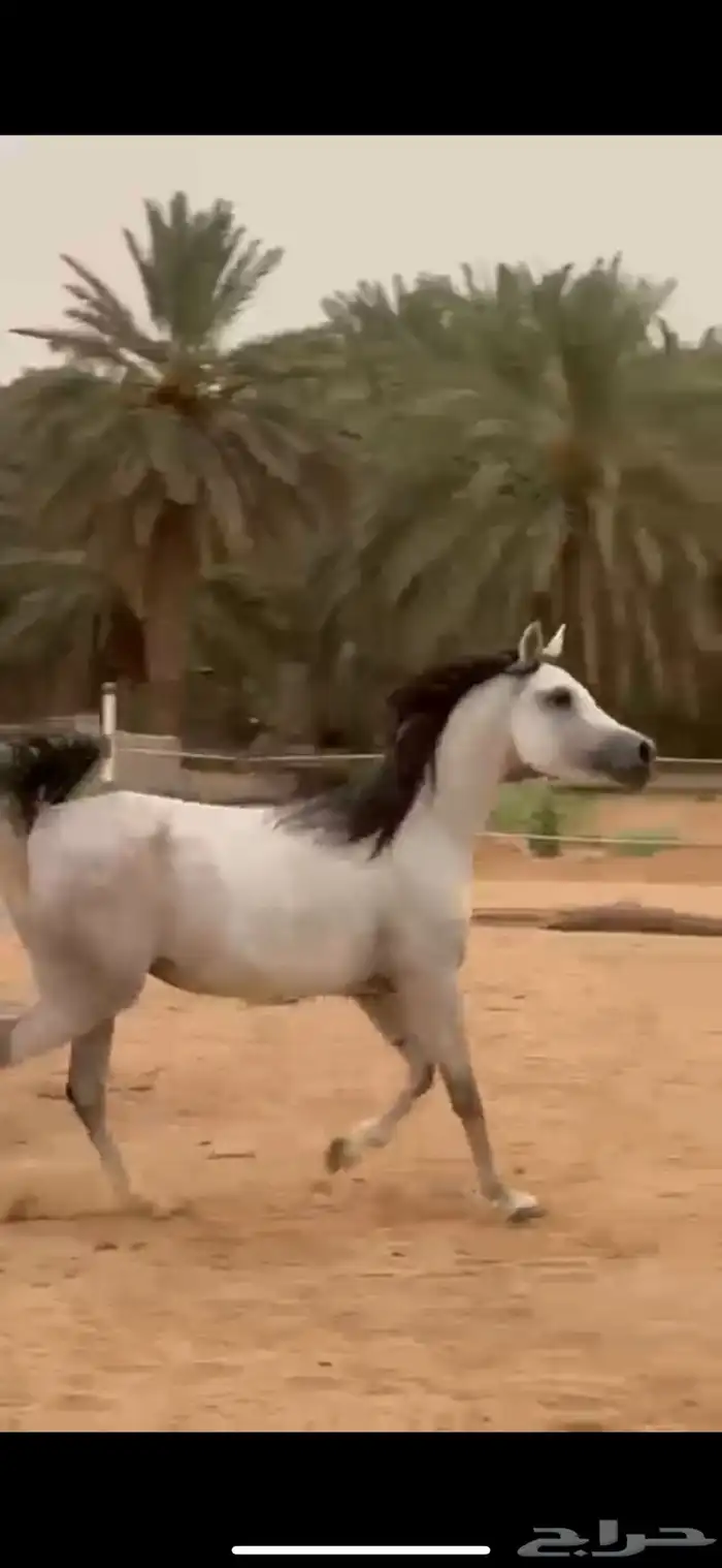 فرس مكس جمال 1