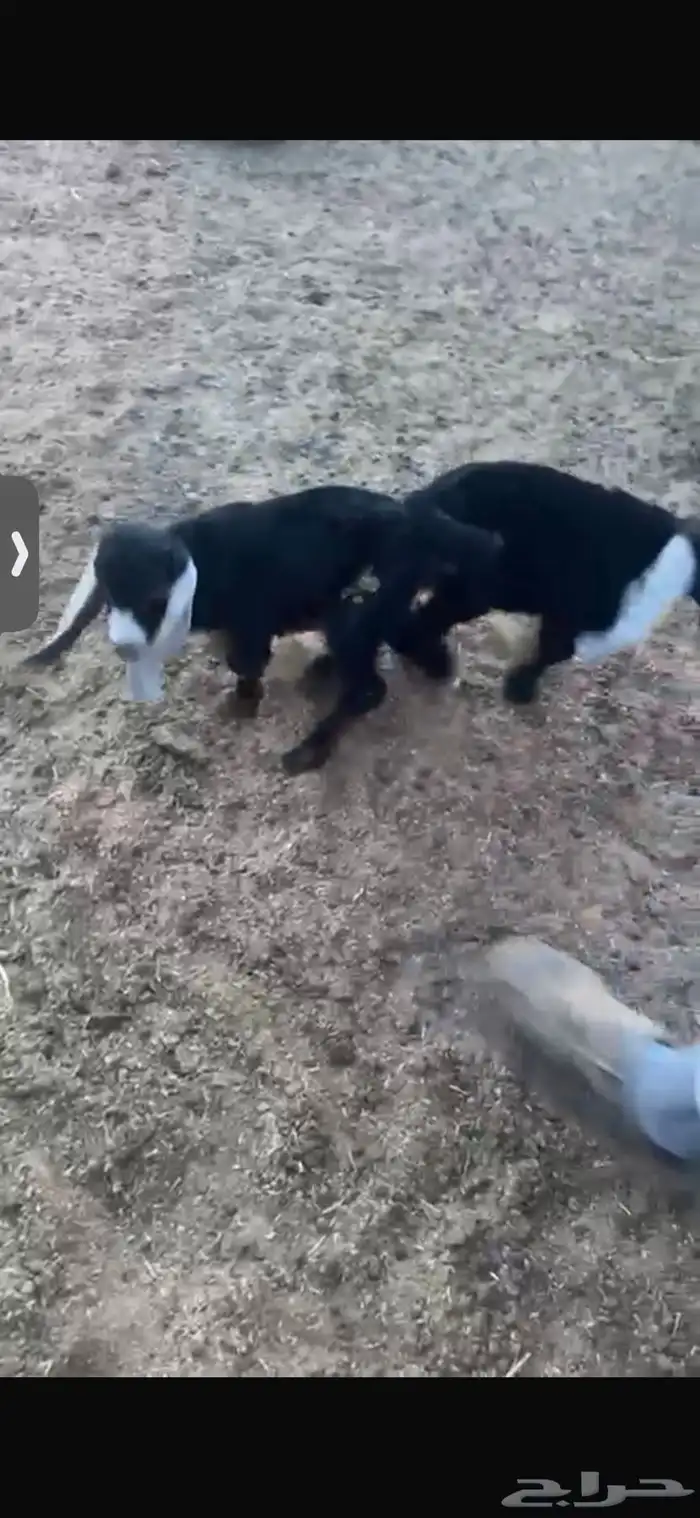 للبيع خروف عمره خمس اشهر وخروف عمره ثلاث اشهر مغلقات شحم 19