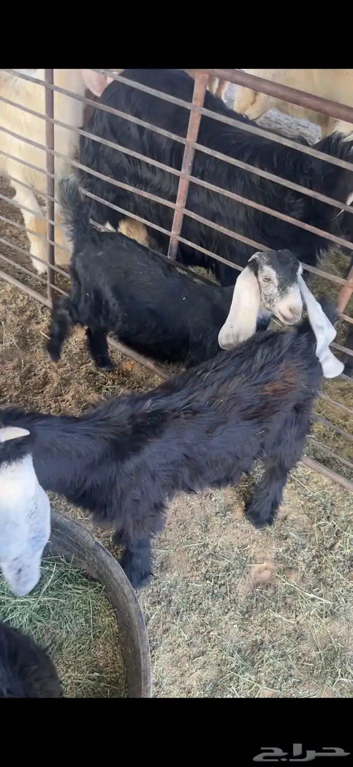 للبيع خروف عمره خمس اشهر وخروف عمره ثلاث اشهر مغلقات شحم 10
