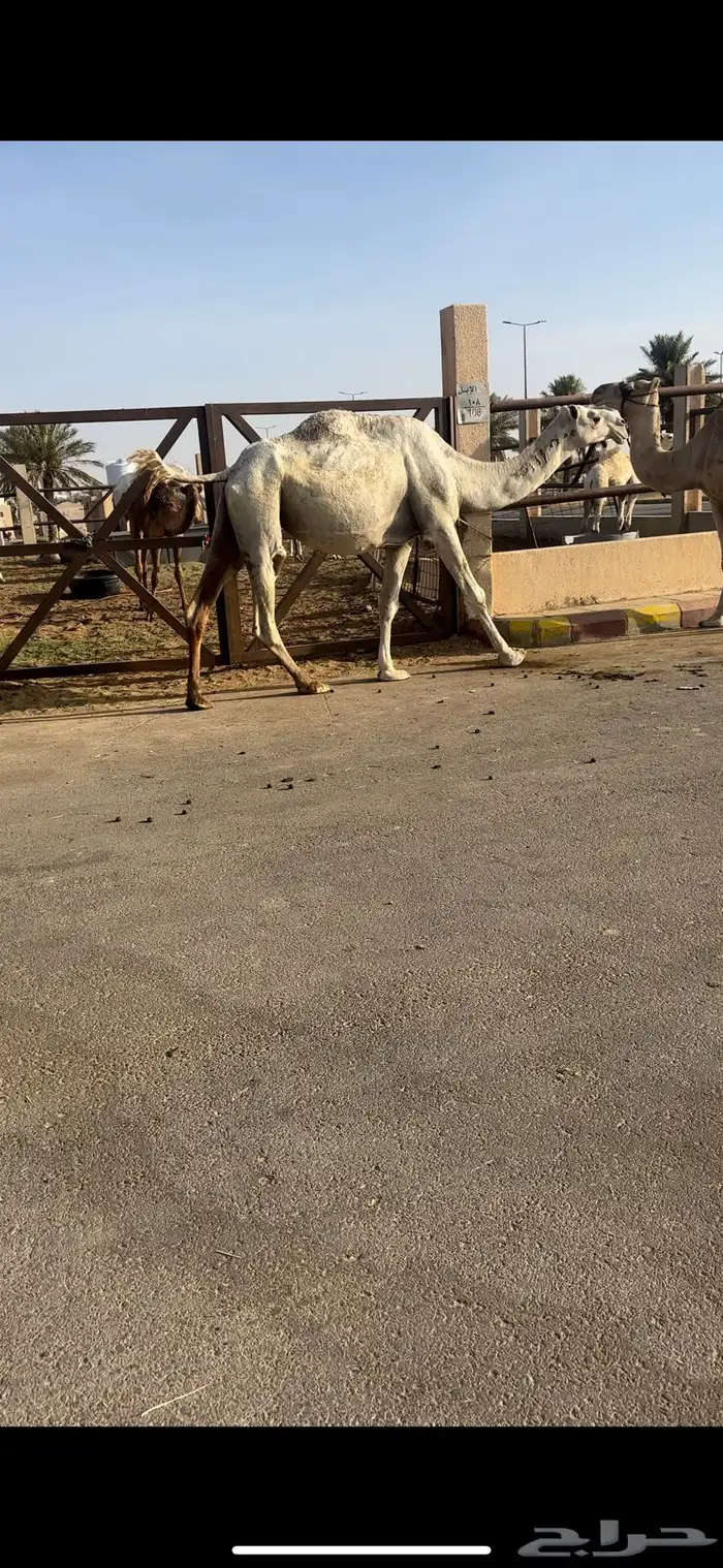 لقحه 4