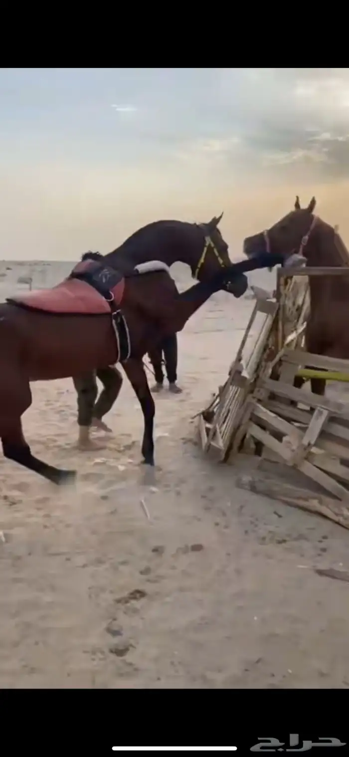 خيل واهو 8