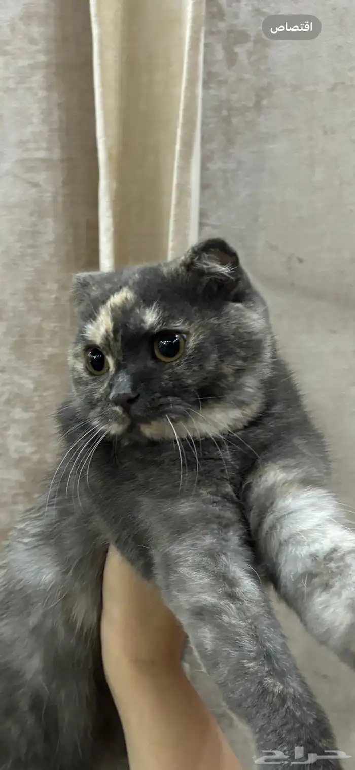 قطه سكوتش 0