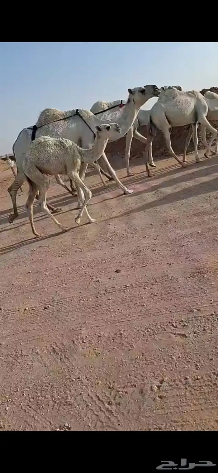 خلفه ثنو 0