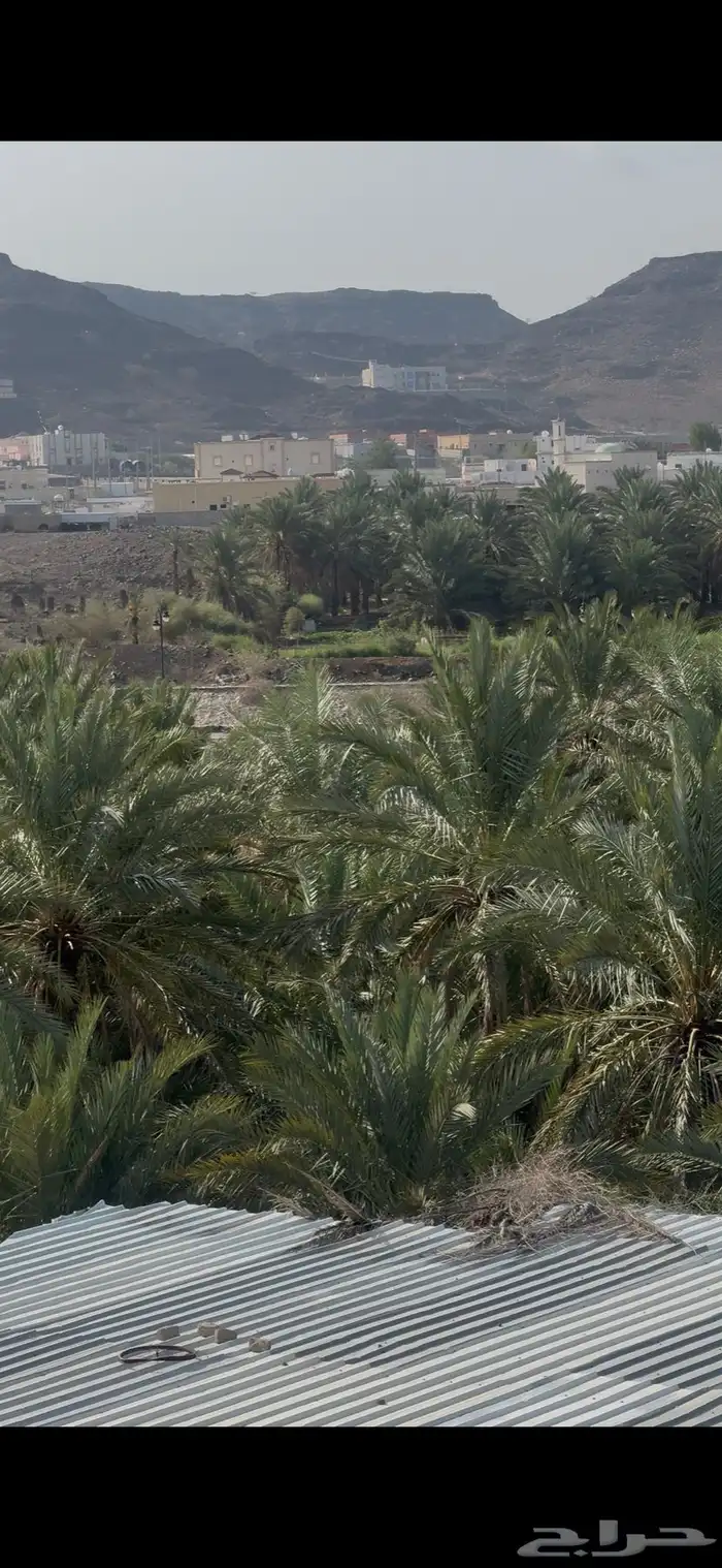 نخيل تمور للبيع 3