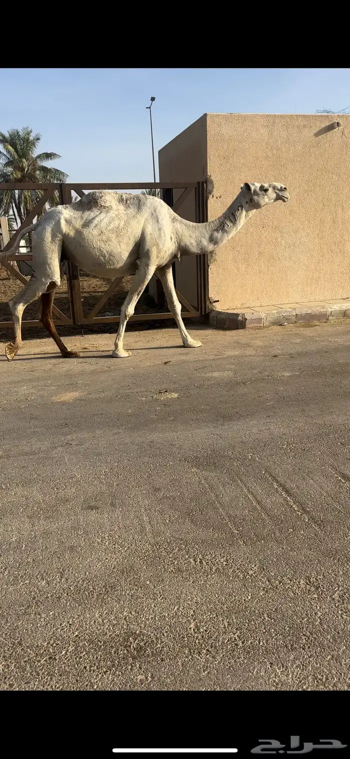 لقحه 0