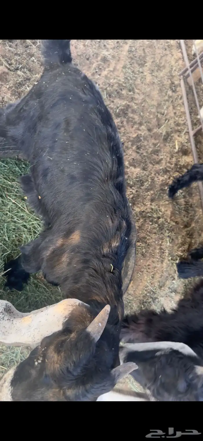 للبيع خروف عمره خمس اشهر وخروف عمره ثلاث اشهر مغلقات شحم 9