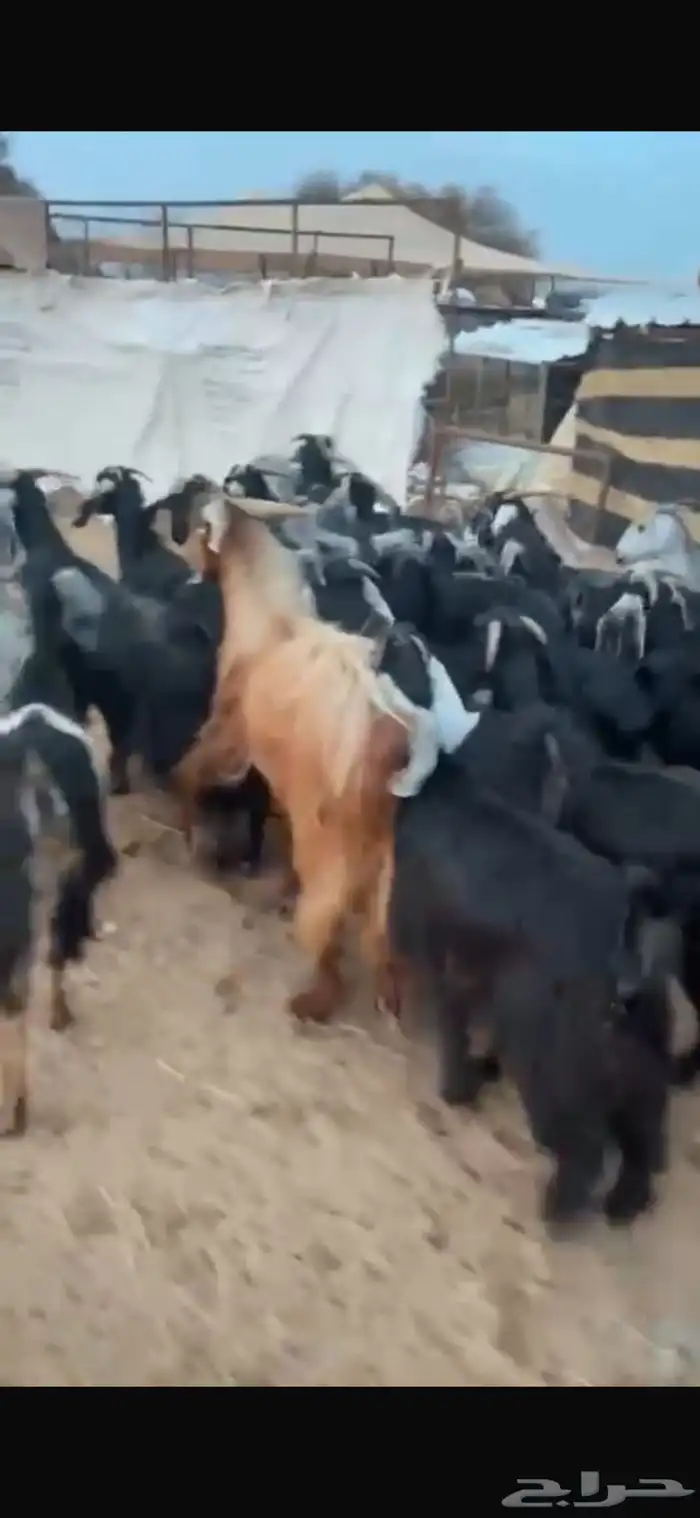 معزاء 26 بفحلها اغلبها صغار سن 0