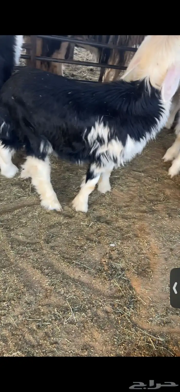 للبيع خروف عمره خمس اشهر وخروف عمره ثلاث اشهر مغلقات شحم 4