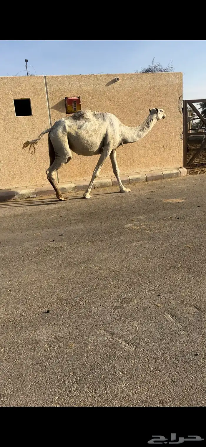 لقحه 1