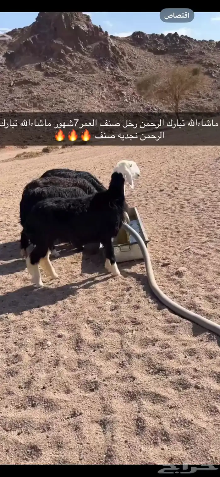 غنم نجديه رخل صنف فاخره 1
