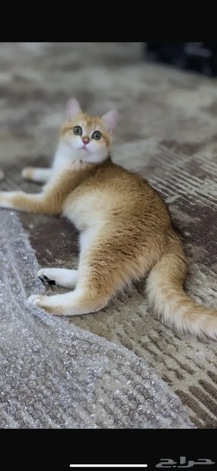 انثى سكوتش استريت بيور 4