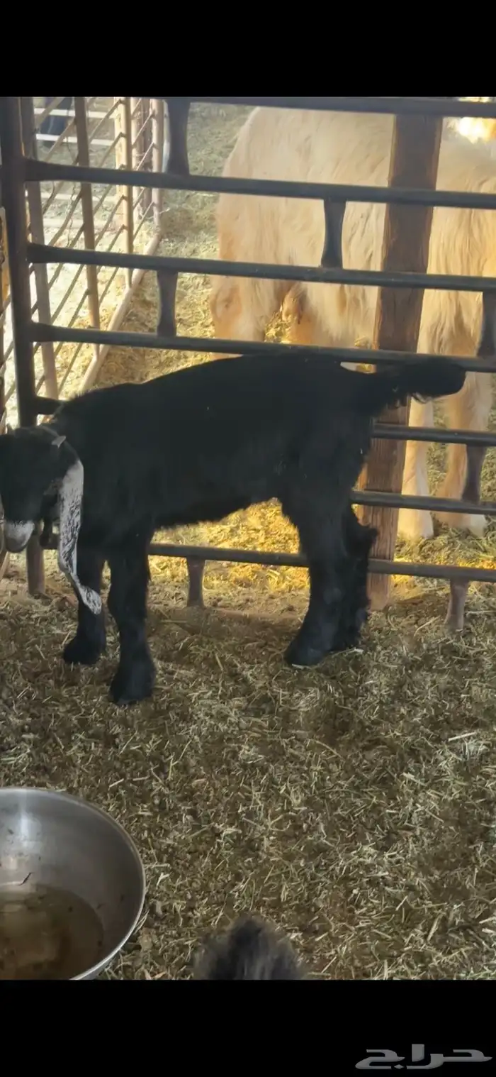 للبيع خروف عمره خمس اشهر وخروف عمره ثلاث اشهر مغلقات شحم 18