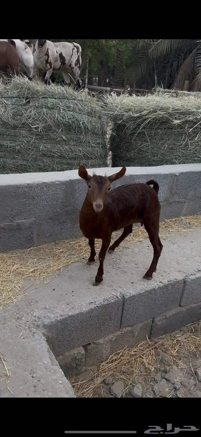 ثلاث جفار و تيس صلالية تم البيع 6