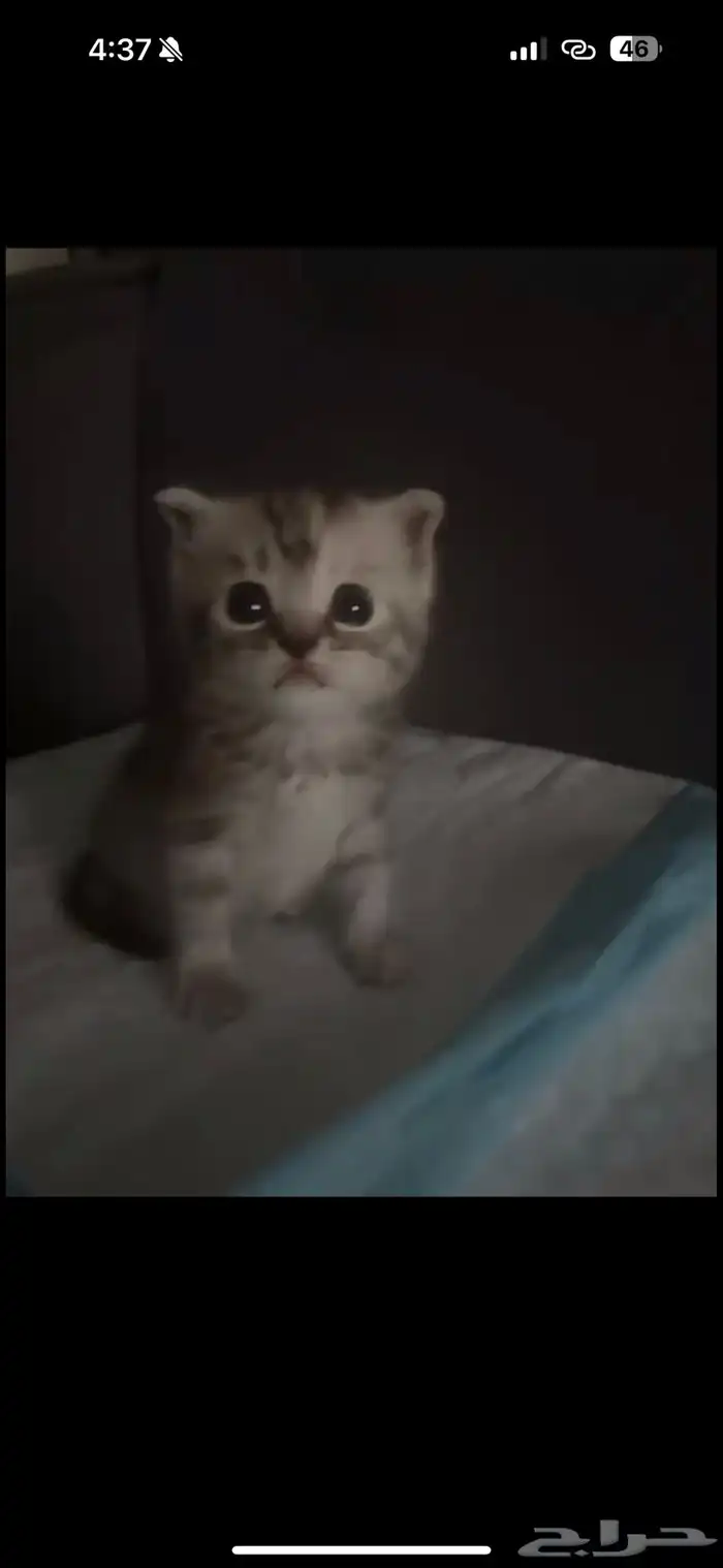 أبي اتبنى قطوه صغيره ماتتعدى السنة بالطايف ضروووري 0