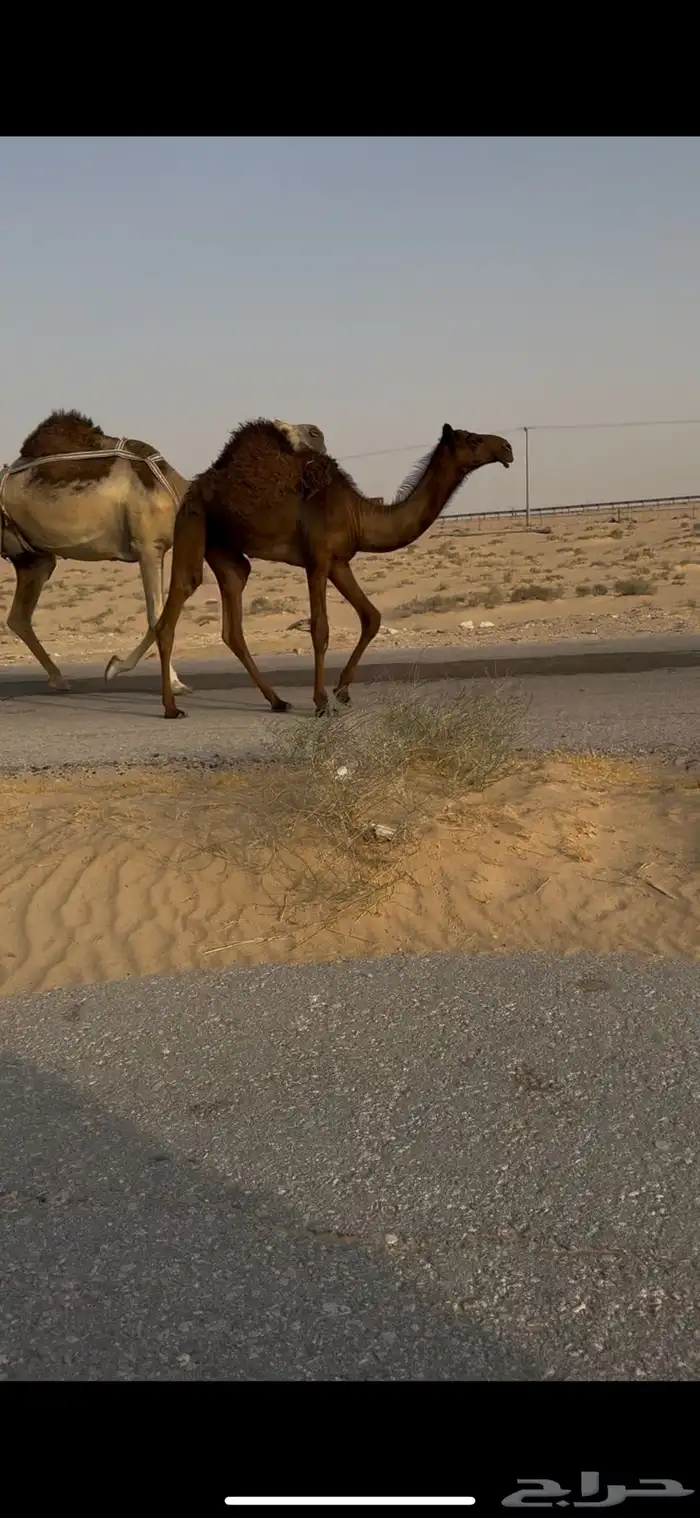خلفه هديه تحتها بكره 1