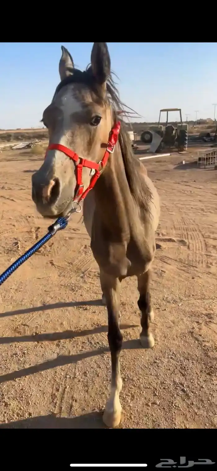 مهر واهو .بأوراق .دمه طيب .هادي 1