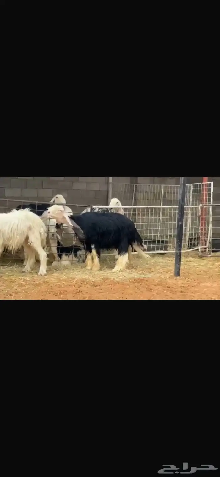 فحل مشروط النسف 1