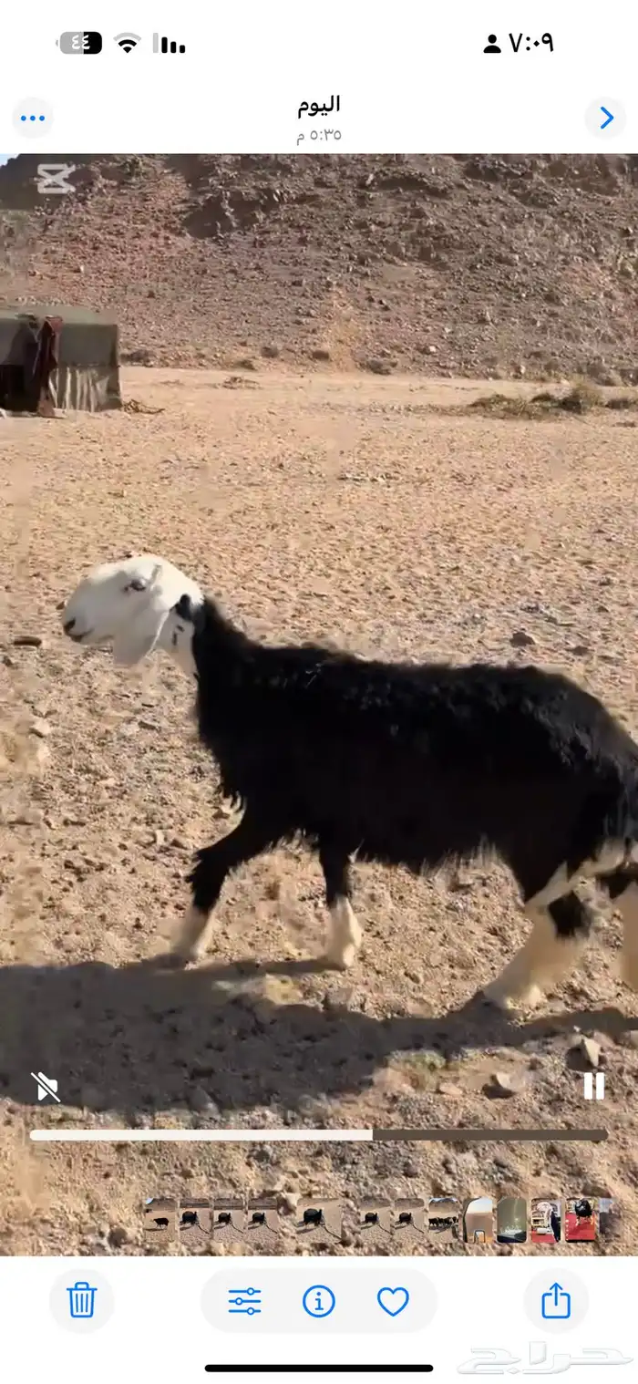 غنم نجديه رخل صنف فاخره 0