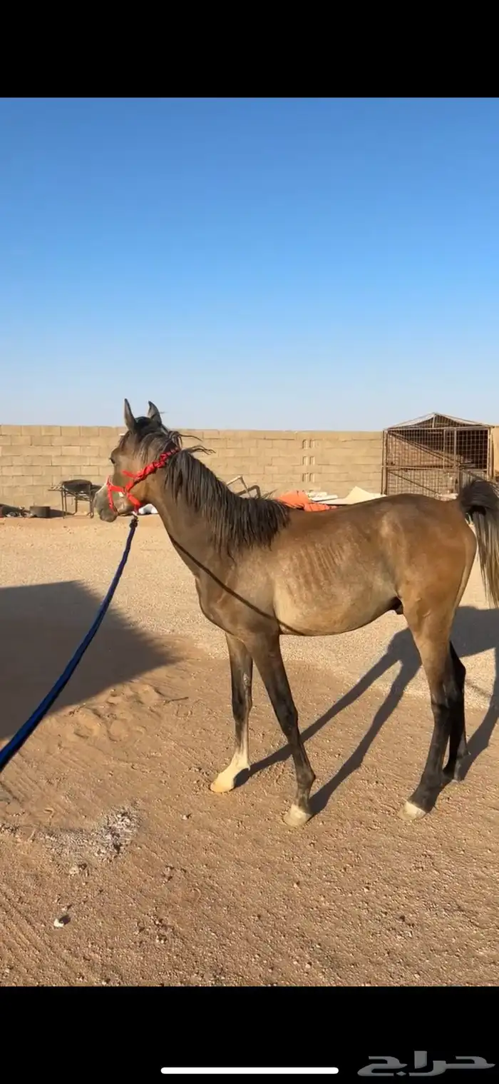 مهر واهو .بأوراق .دمه طيب .هادي 4