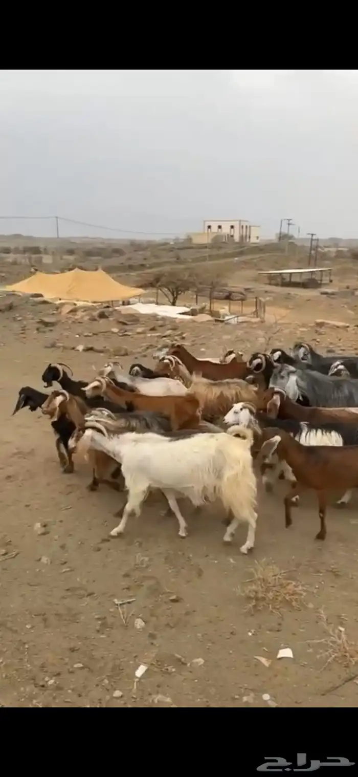 29من المعزا كفو وطيبه 2