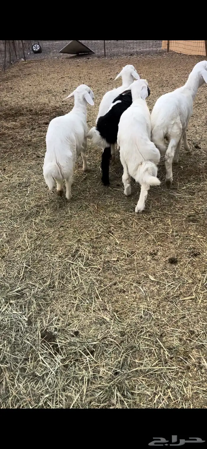 5طليان فل شحم وطراف ونظاف شرط (( تم البيع )) 2