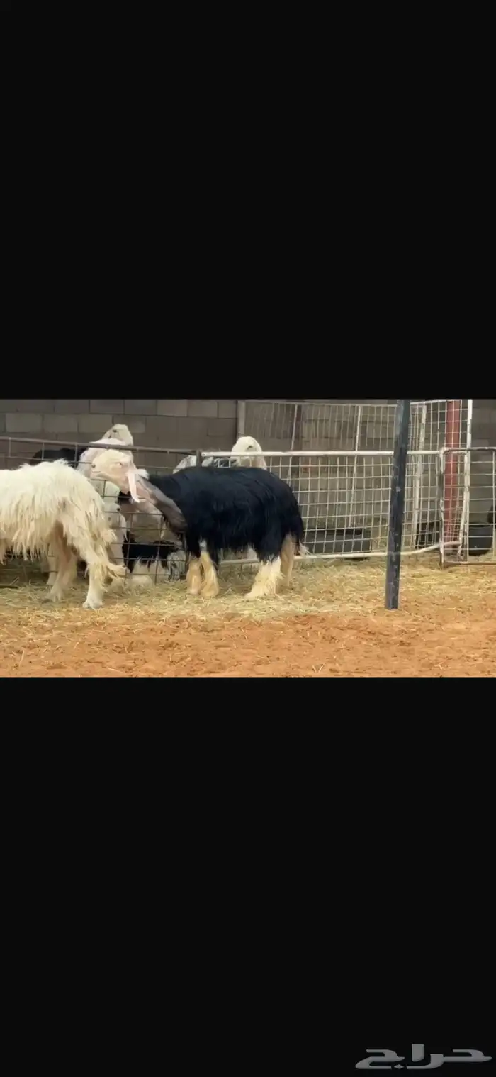 فحل مشروط النسف 0