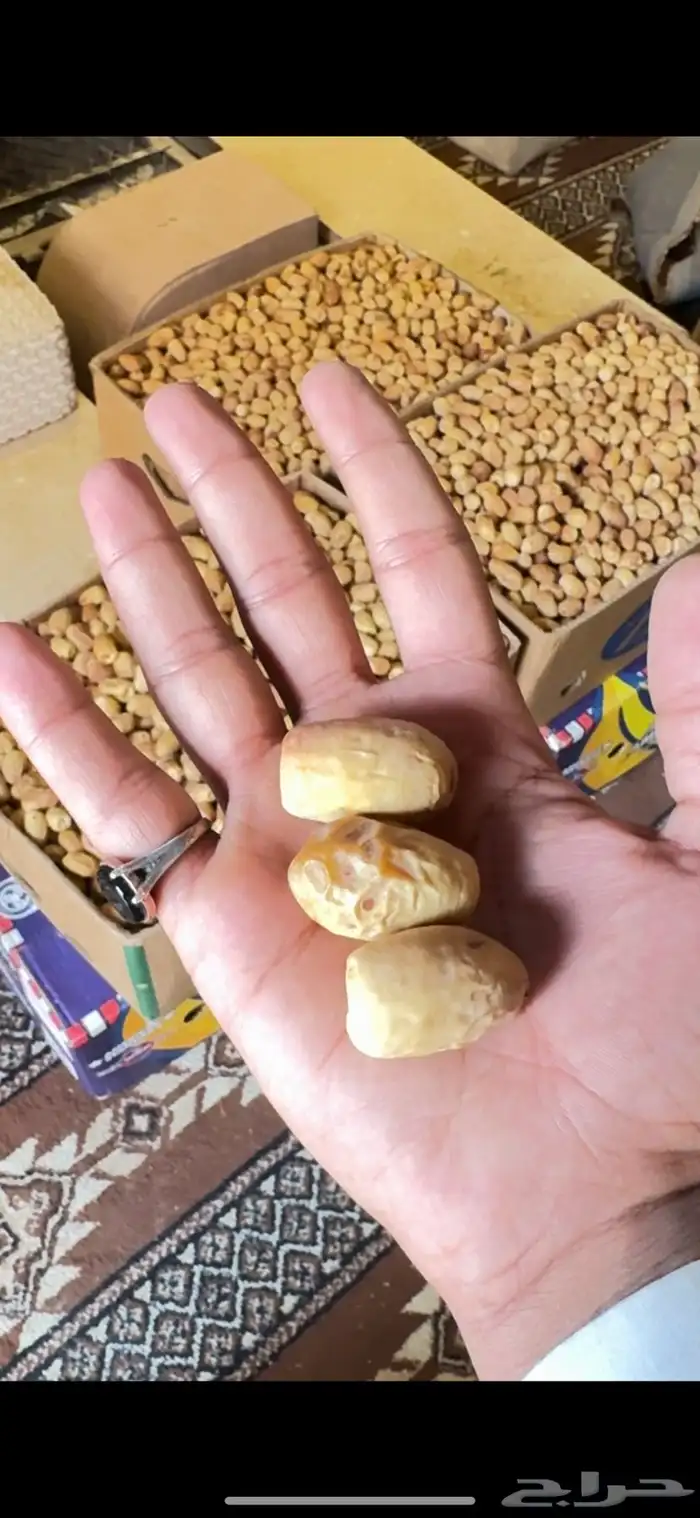 تمر جسب لباني فاخر والكميه محدوده 0