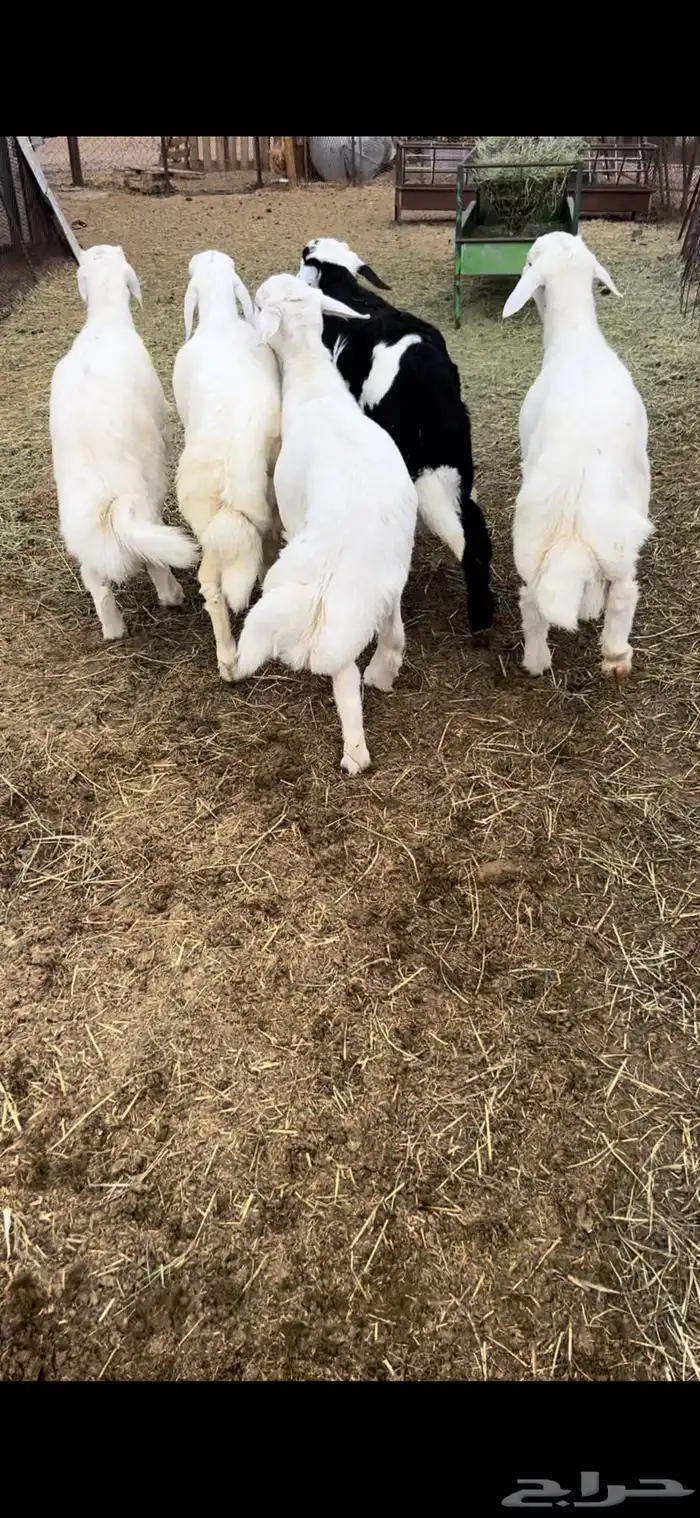 5طليان فل شحم وطراف ونظاف شرط (( تم البيع )) 0