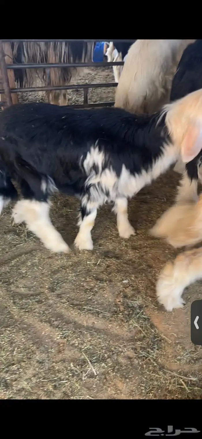 للبيع خروف عمره خمس اشهر وخروف عمره ثلاث اشهر مغلقات شحم 2