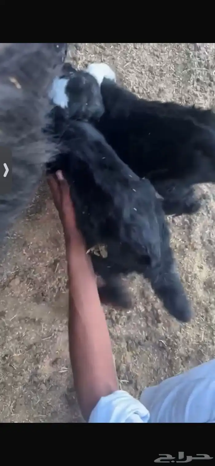 للبيع خروف عمره خمس اشهر وخروف عمره ثلاث اشهر مغلقات شحم 21