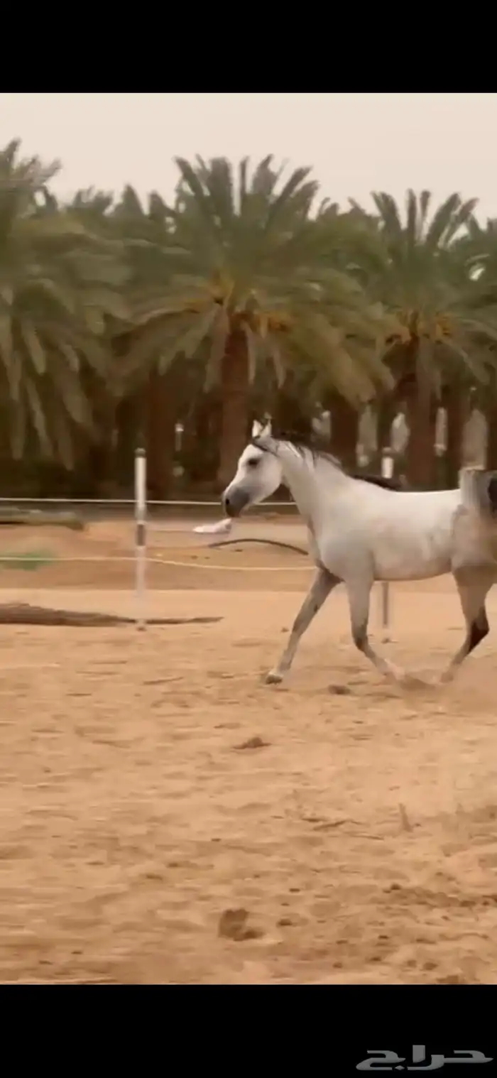 فرس مكس جمال 2