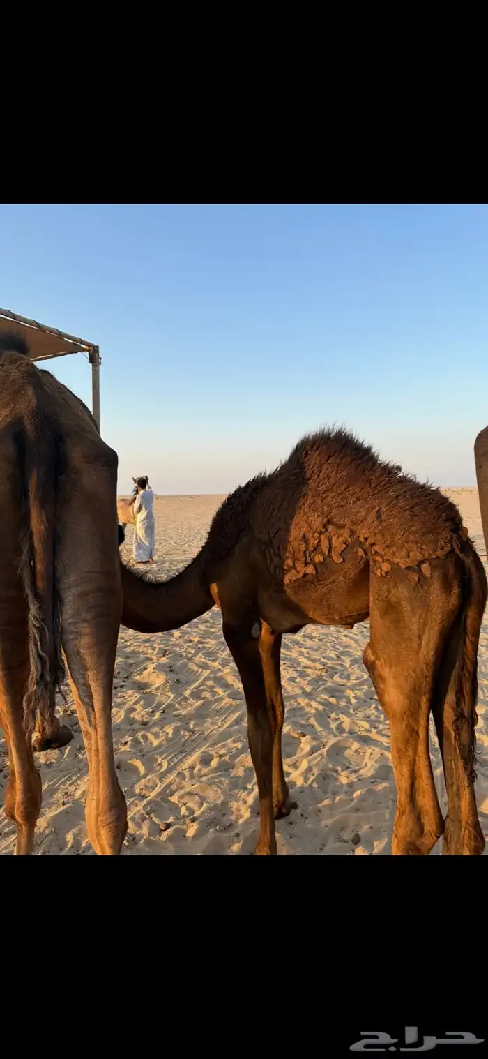 للبيع قعود مجهم سمين 1