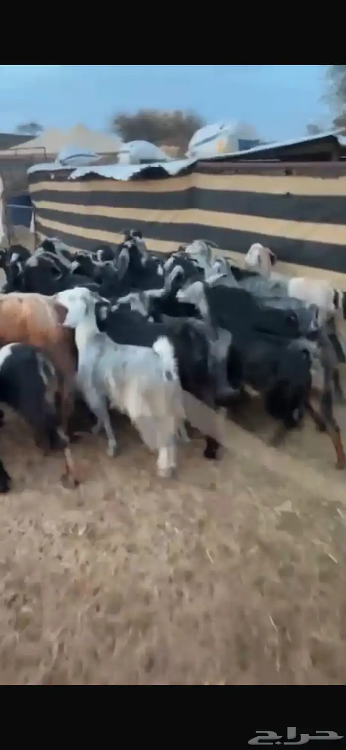معزاء 26 بفحلها اغلبها صغار سن 3