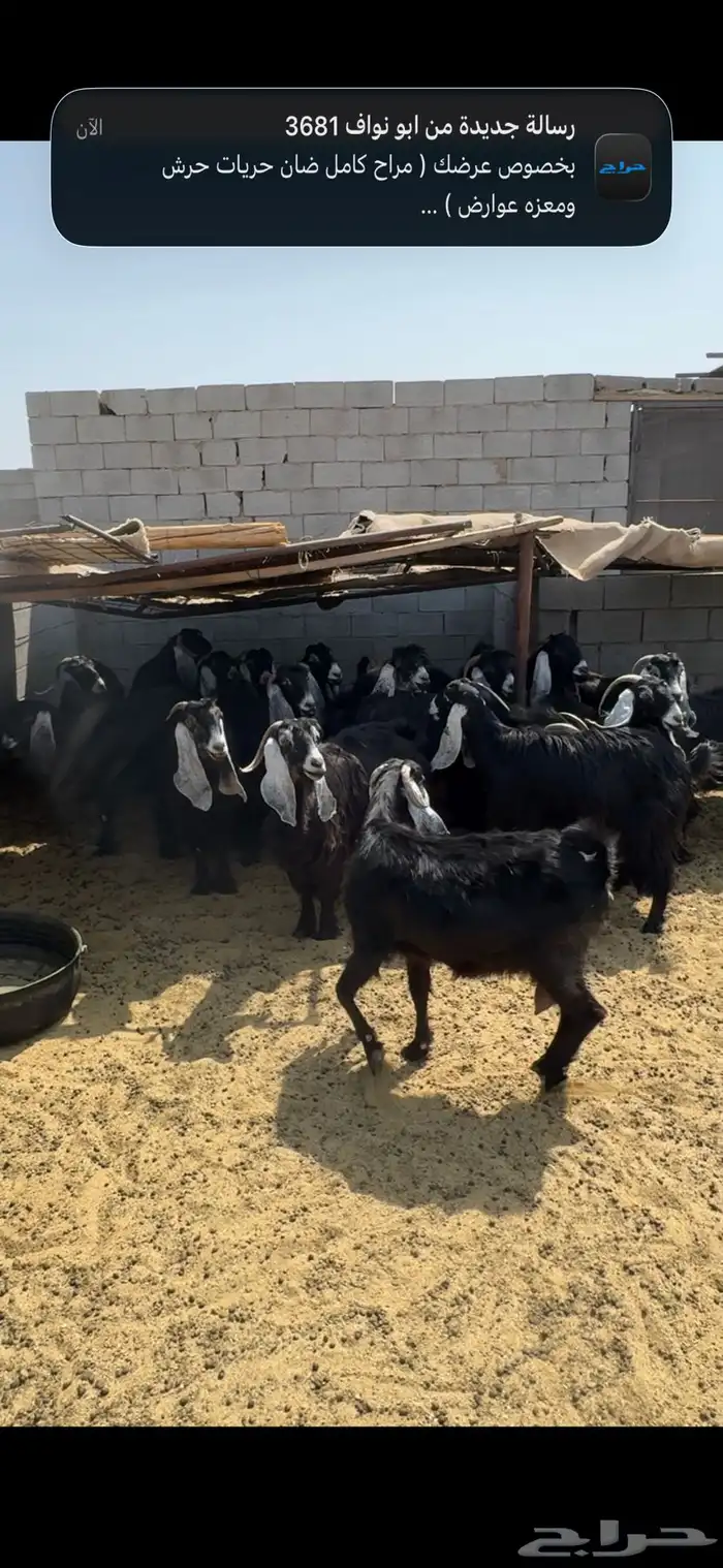 معزه عوارض مع فحلين 0