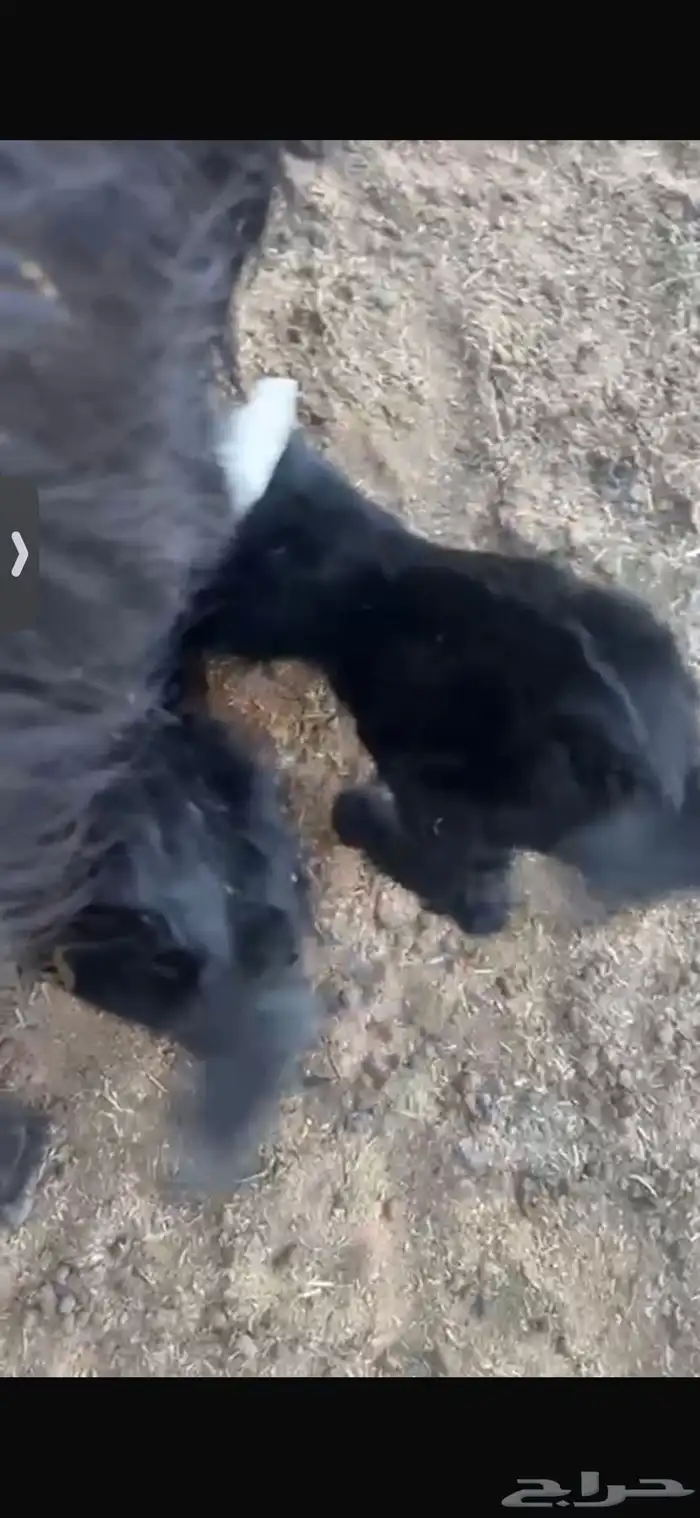 للبيع خروف عمره خمس اشهر وخروف عمره ثلاث اشهر مغلقات شحم 20