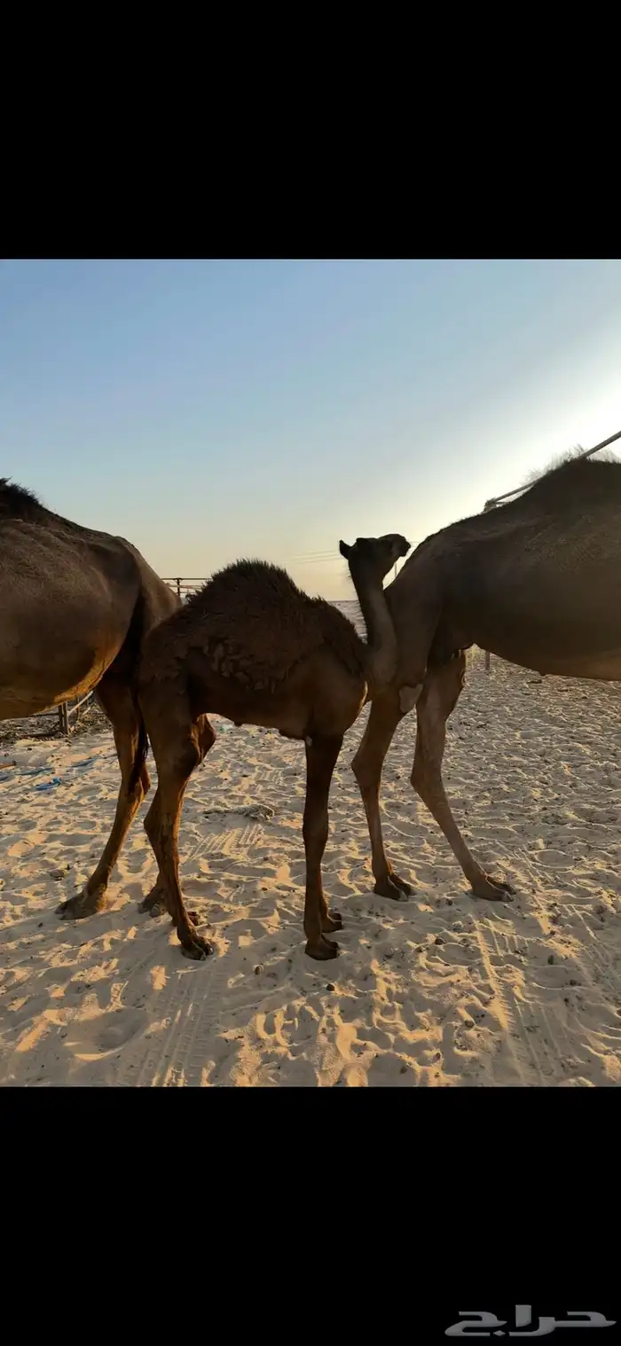 للبيع قعود مجهم سمين 3
