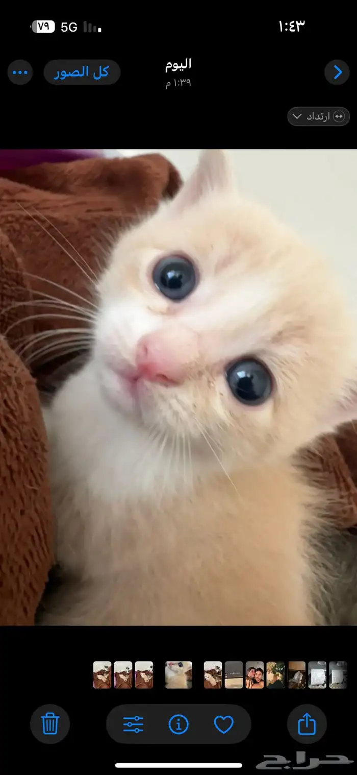قطط صغيره للبيع 2