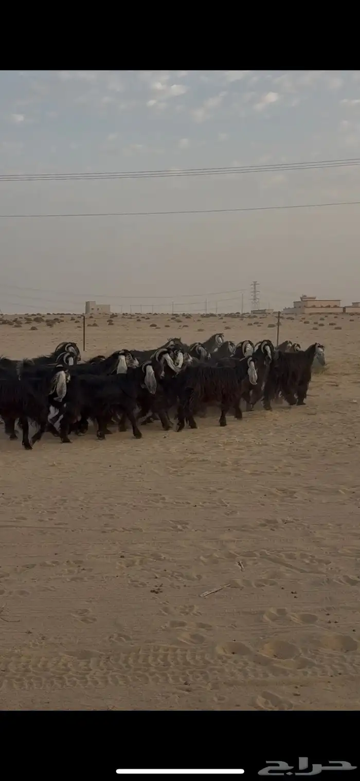 معزا عوارض 1