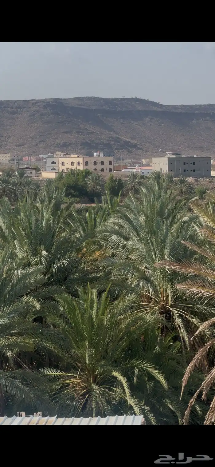 نخيل تمور للبيع 2