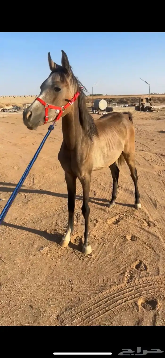 مهر واهو .بأوراق .دمه طيب .هادي 3