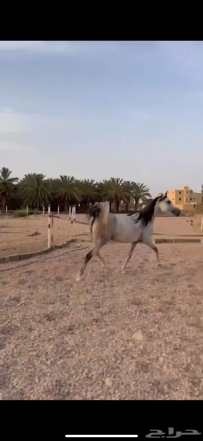 فرس مكس جمال 14