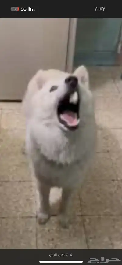 كلب 0