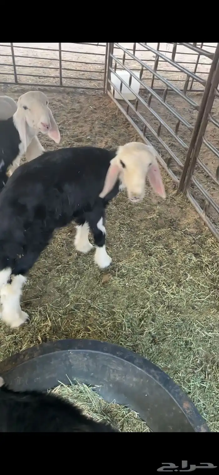 للبيع خروف عمره خمس اشهر وخروف عمره ثلاث اشهر مغلقات شحم 12