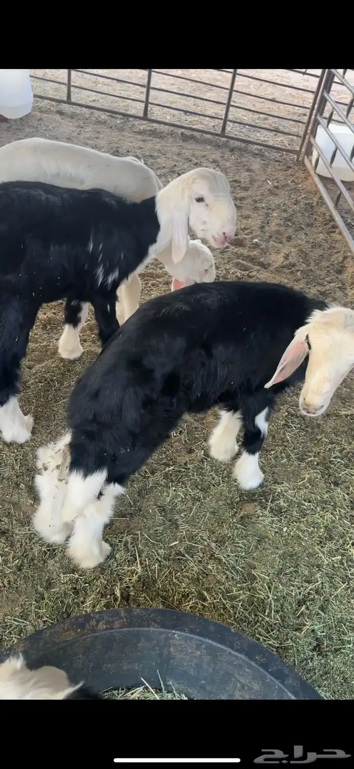 للبيع خروف عمره خمس اشهر وخروف عمره ثلاث اشهر مغلقات شحم 11