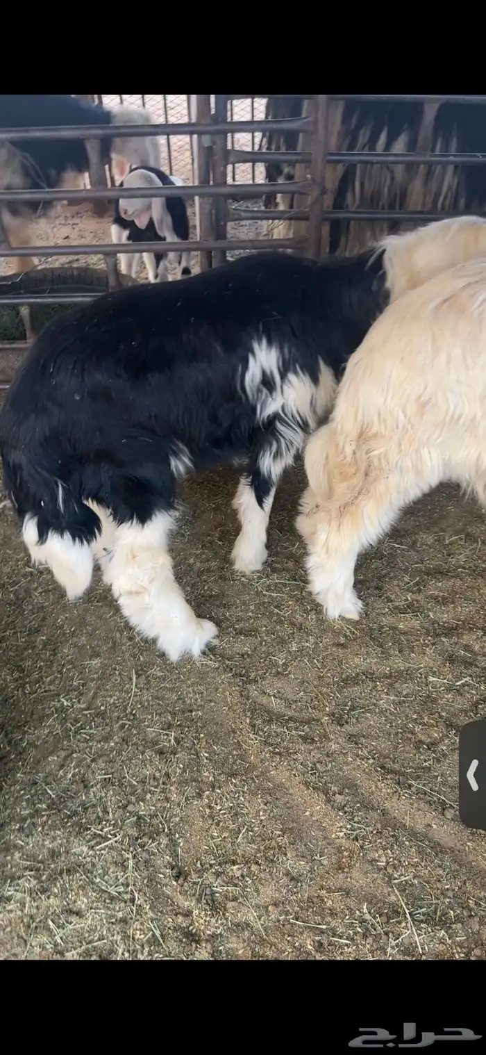 للبيع خروف عمره خمس اشهر وخروف عمره ثلاث اشهر مغلقات شحم 1
