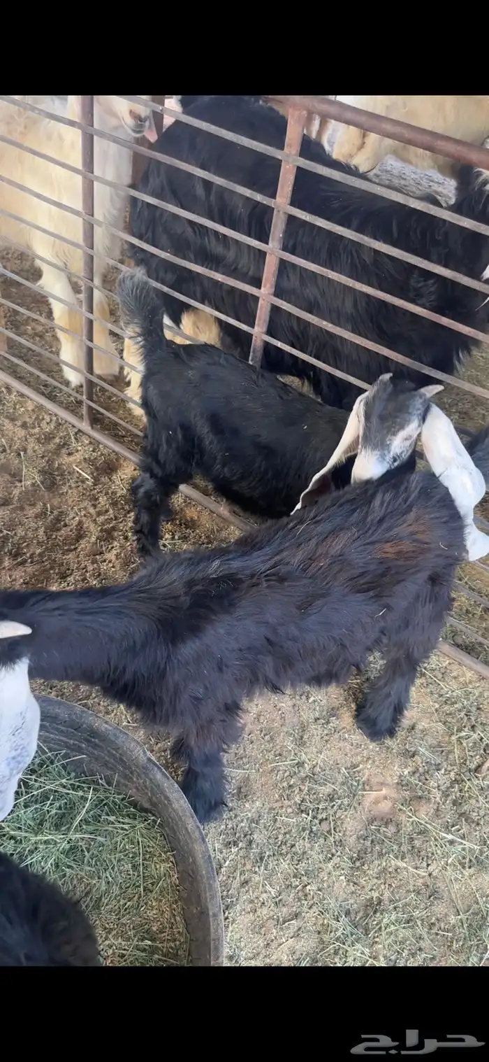 للبيع خروف عمره خمس اشهر وخروف عمره ثلاث اشهر مغلقات شحم 7